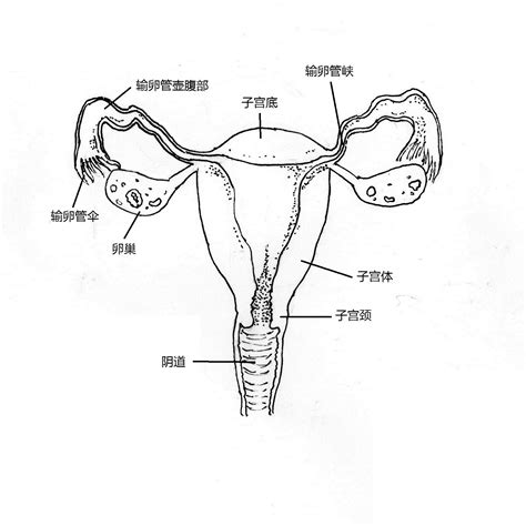 女人生殖器|女性生殖系統